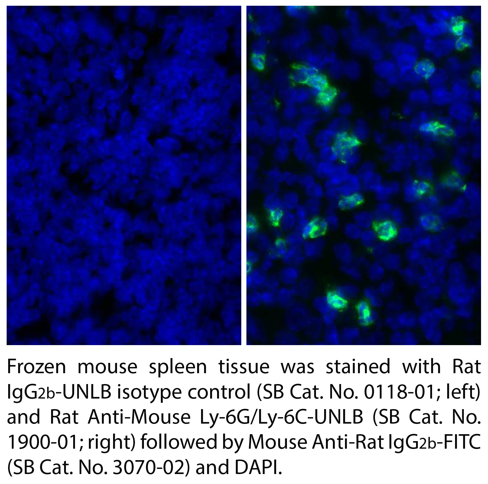 Rat Anti-Mouse Ly-6G/Ly-6C-UNLB - 0.5 mg