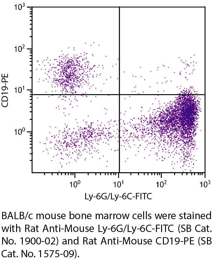 Rat Anti-Mouse Ly-6G/Ly-6C-FITC - 0.5 mg