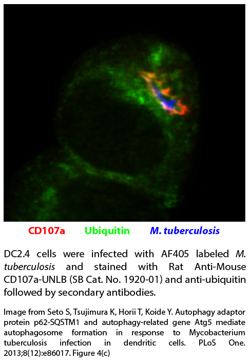 Rat Anti-Mouse CD107a-UNLB - 0.5 mg