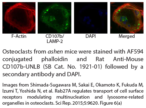 Rat Anti-Mouse CD107b-UNLB - 0.5 mg