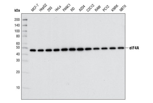 Translation Initiation Complex Antibody Sampler Kit - 1 Kit