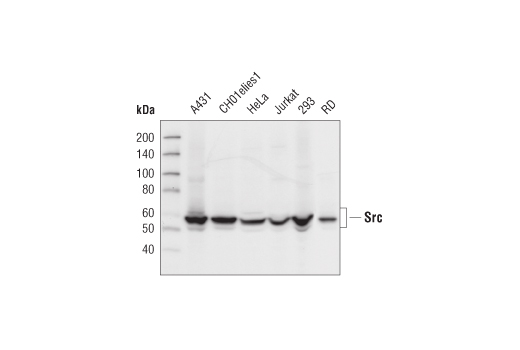 Src Family Antibody Sampler Kit - 1 Kit