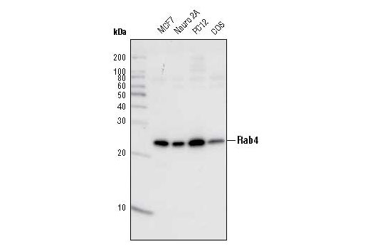 Rab Family Antibody Sampler Kit - 1 Kit