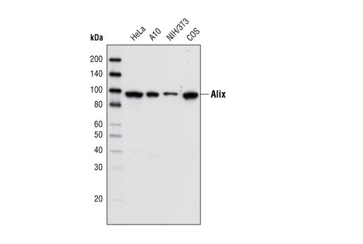 Exosomal Marker Antibody Sampler Kit - 1 Kit