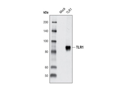 Toll-like Receptor Antibody Sampler Kit II - 1 Kit