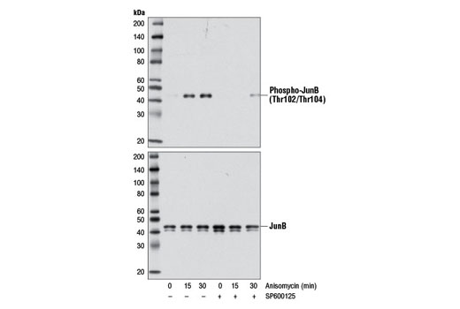 Anisomycin - 10 mg