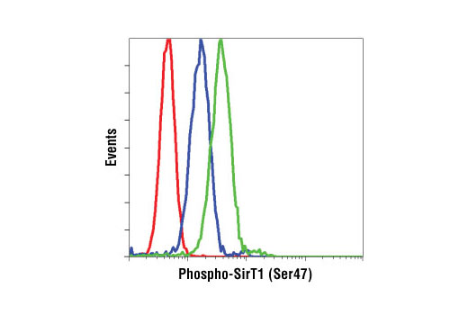 Sirtuin Antibody Sampler Kit - 1 Kit