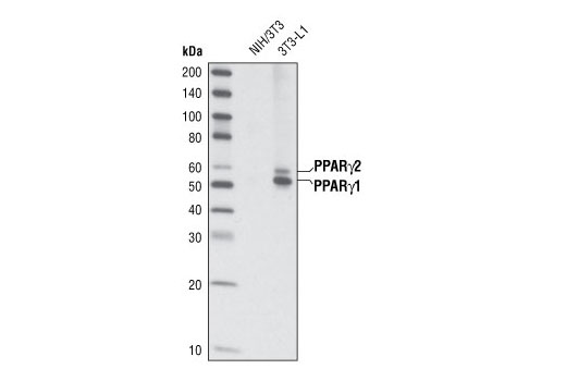 Nuclear Receptor Antibody Sampler Kit - 1 Kit