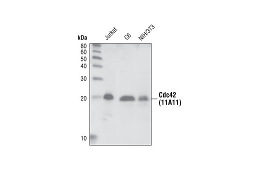 Rho-GTPase Antibody Sampler Kit - 1 Kit