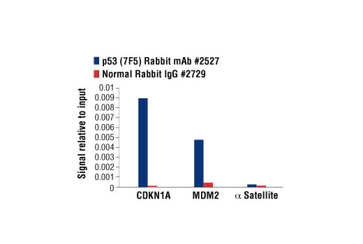 p53 Antibody Sampler Kit - 1 Kit