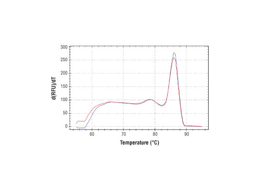 SimpleChIP® Human MEF2A Exon 1 Primers - 500 ul