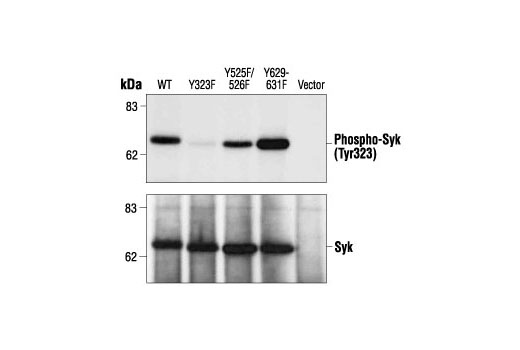 Phospho-Syk Antibody Sampler Kit - 1 Kit