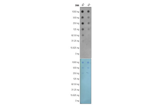 DNA Cytosine Modification Antibody Sampler Kit - 1 Kit