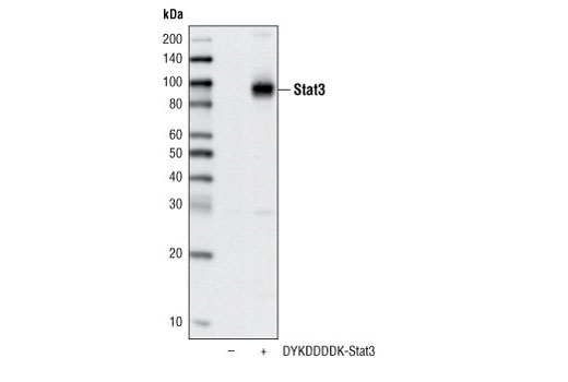 DYKDDDDK Tag Antibody (Binds to same epitope as Sigma-Aldrich Anti-FLAG M2 antibody) (Biotinylated) - 100 ul