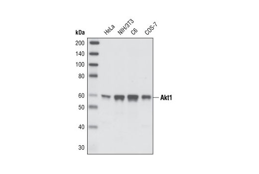 Akt Isoform Antibody Sampler Kit - 1 Kit