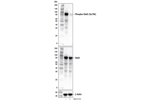 WHI-P131 - 5 mg