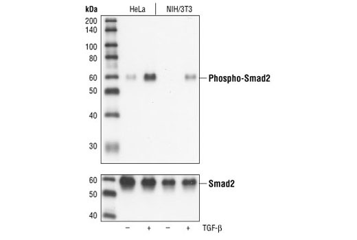 SMAD2/3 Antibody Sampler Kit - 1 Kit