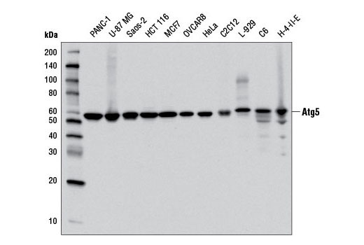 Autophagy Vesicle Elongation (Atg12 Conjugation) Antibody Sampler Kit - 1 Kit