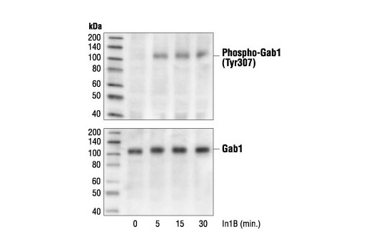 Met Signaling Antibody Sampler Kit - 1 Kit