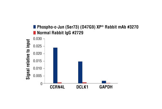 PhosphoPlus® c-Jun (Ser73) Antibody Duet - 1 Kit