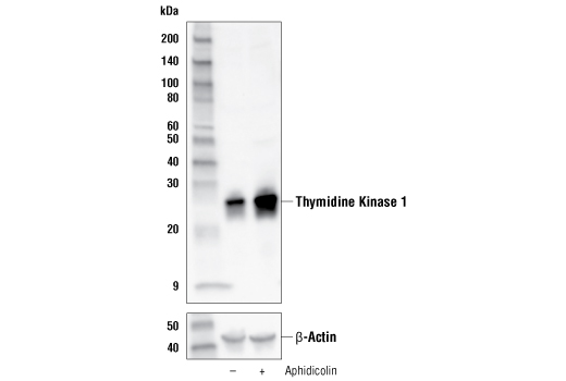 Aphidicolin - 1 mg