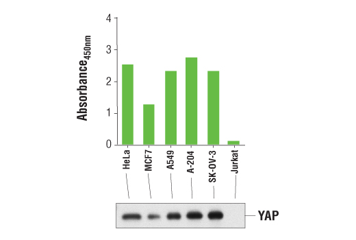 PathScan® Total YAP Sandwich ELISA Kit - 1 Kit