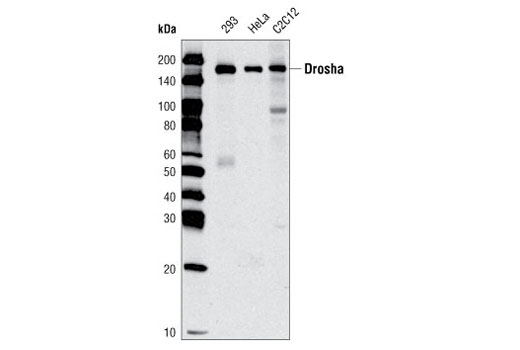 RNAi Machinery Antibody Sampler Kit - 1 Kit