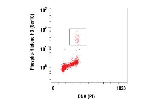 Phospho-Histone H3 (Mitotic Marker) Antibody Sampler Kit - 1 Kit