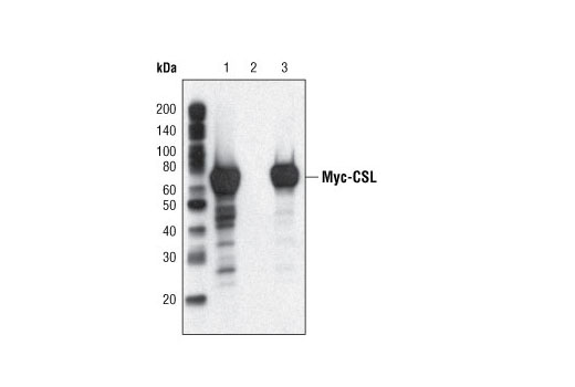 Mouse IgG (Sepharose® Bead Conjugate) - 400 ul