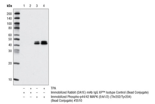 Rabbit (DA1E) mAb IgG XP® Isotype Control (Sepharose® Bead Conjugate) - 400 ul