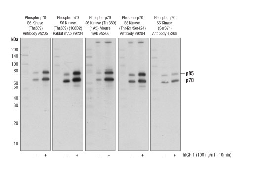 p70 S6 Kinase MCF7 Control Cell Extracts - 100 ul