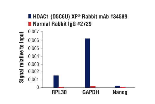 Class I HDAC Antibody Sampler Kit - 1 Kit