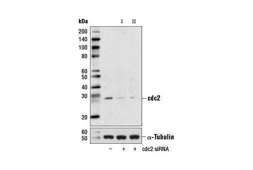 SignalSilence® cdc2 siRNA I - 300 ul