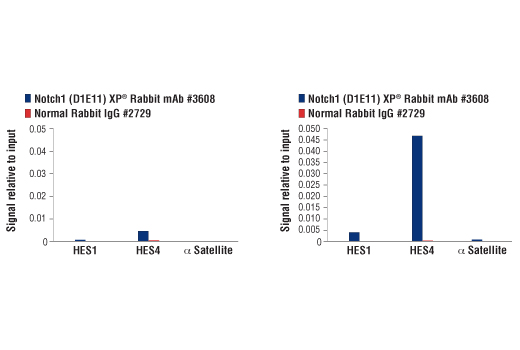 PhosphoPlus® Notch1 (Cleaved, Val1744) Antibody Duet - 1 Kit