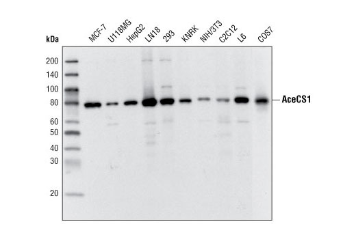 Fatty Acid and Lipid Metabolism Antibody Sampler Kit - 1 Kit