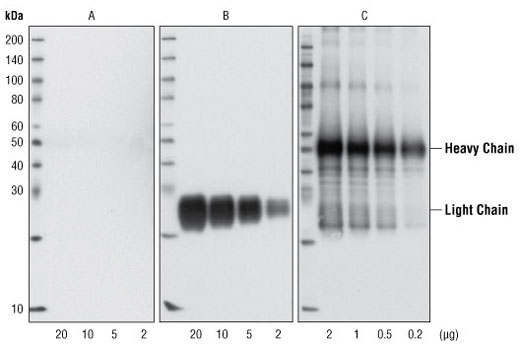 Mouse Anti-rabbit IgG (Conformation Specific) (L27A9) mAb - 100 ul