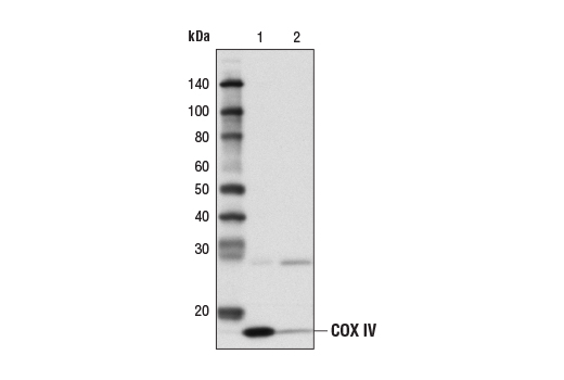 Protein G Agarose Beads - 200 ul