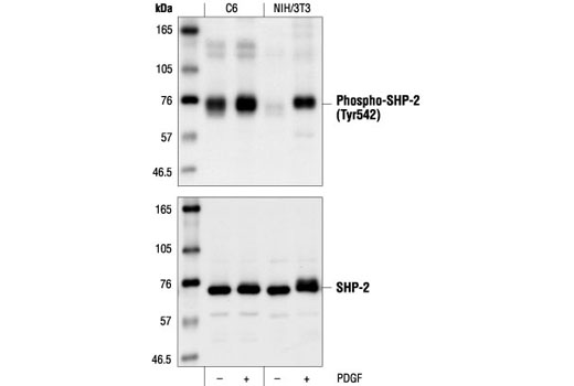 SHP-2 Antibody Sampler Kit - 1 Kit