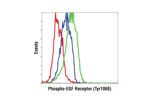 PhosphoPlus® EGFR (Tyr1068) Antibody Duet - 1 Kit