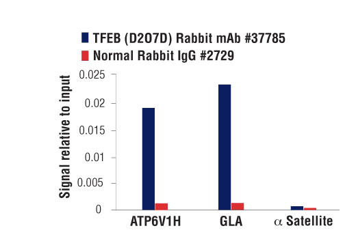 TFEB Signaling Antibody Sampler Kit - 1 Kit