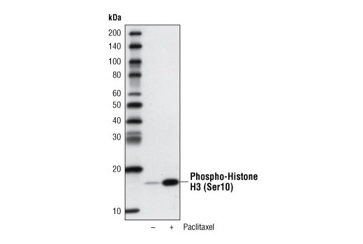 Streptavidin-HRP - 1 ml