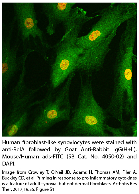 Goat Anti-Rabbit IgG(H+L), Mouse/Human ads-FITC - 1.0 mg