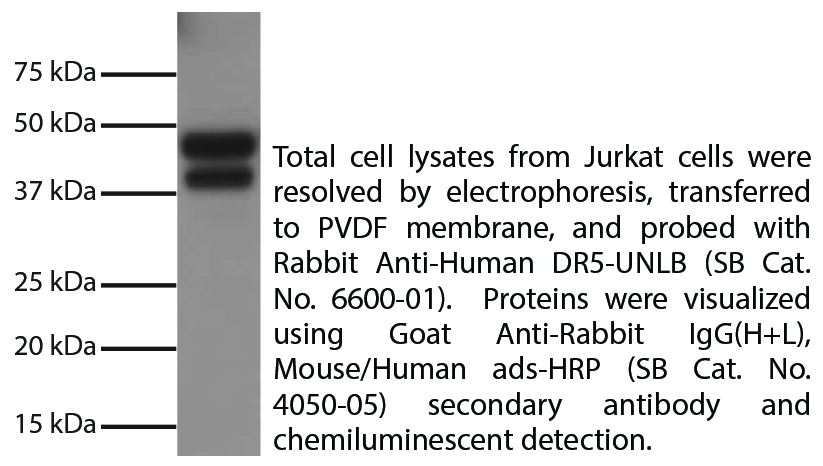 Goat Anti-Rabbit IgG(H+L), Mouse/Human ads-HRP - 1.0 mL