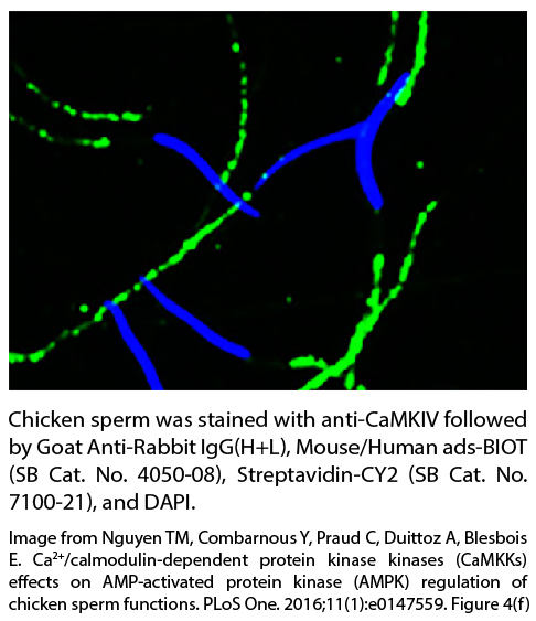 Goat Anti-Rabbit IgG(H+L), Mouse/Human ads-BIOT - 1.0 mg