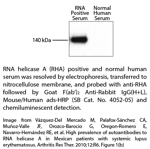 Goat F(ab')2 Anti-Rabbit IgG(H+L), Mouse/Human ads-HRP - 1.0 mL