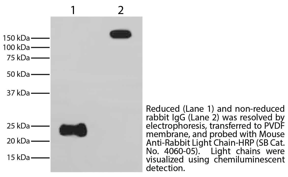 Mouse Anti-Rabbit Light Chain-HRP - 1.0 mL