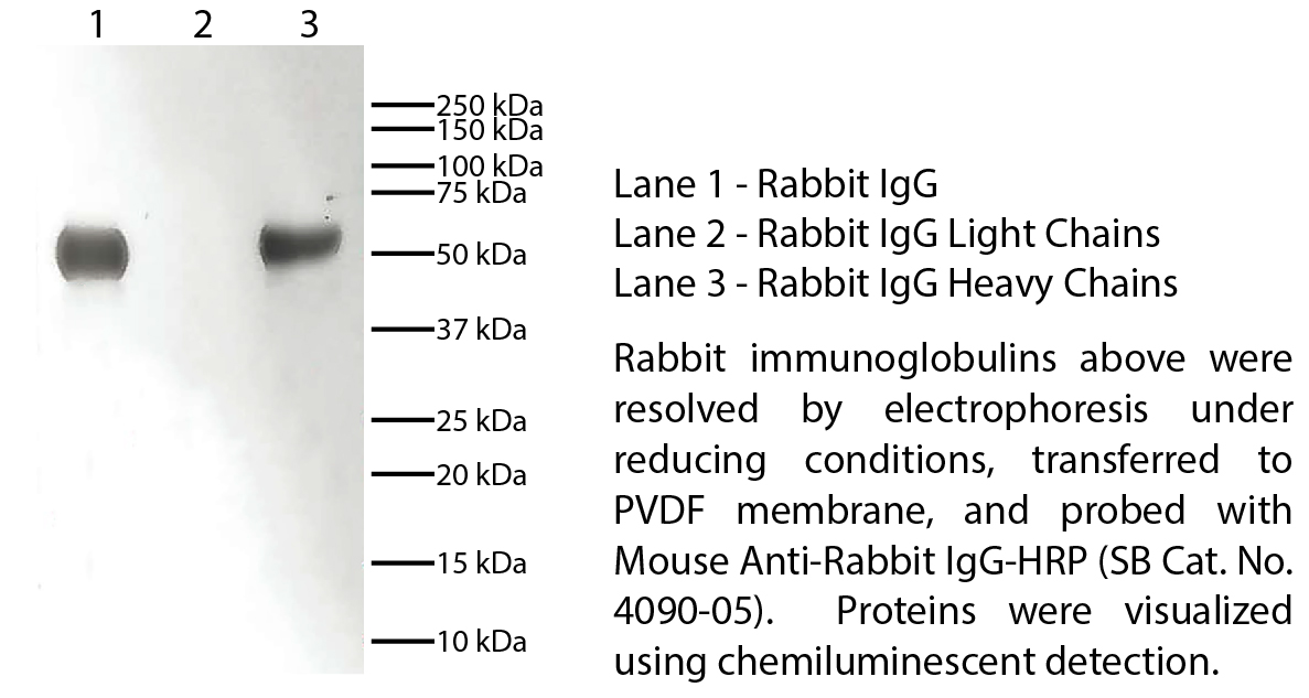 Mouse Anti-Rabbit IgG-HRP - 1.0 mL