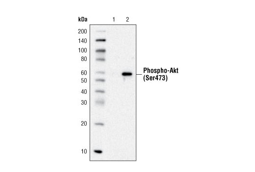 Rabbit (DA1E) mAb IgG XP® Isotype Control (Biotinylated) - 100 ul