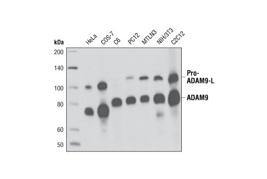 Notch Receptor Interaction Antibody Sampler Kit - 1 Kit