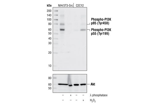 PI3 Kinase Antibody Sampler Kit - 1 Kit